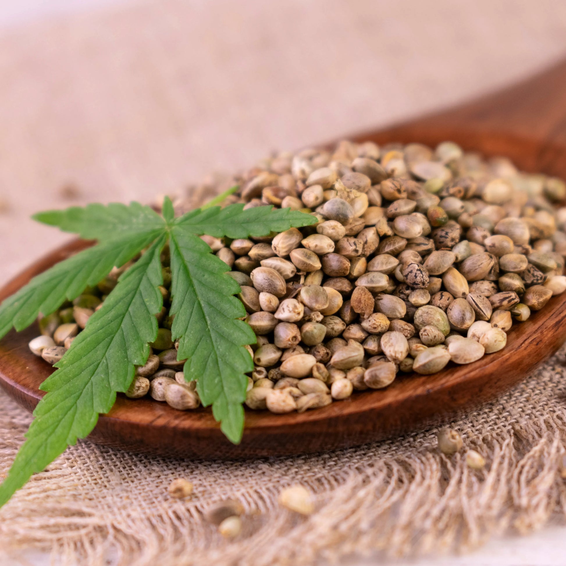 Hemp_Seed_Oil_2