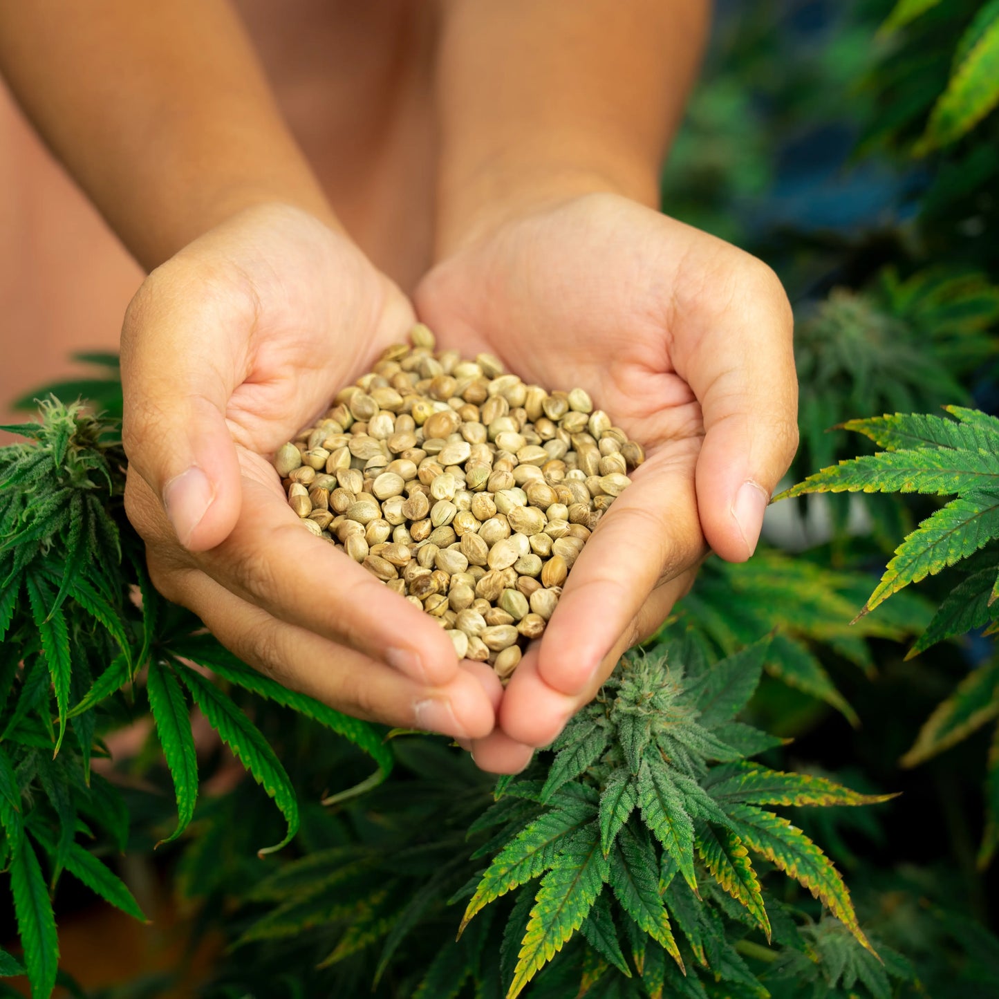 Hemp_seeds_2