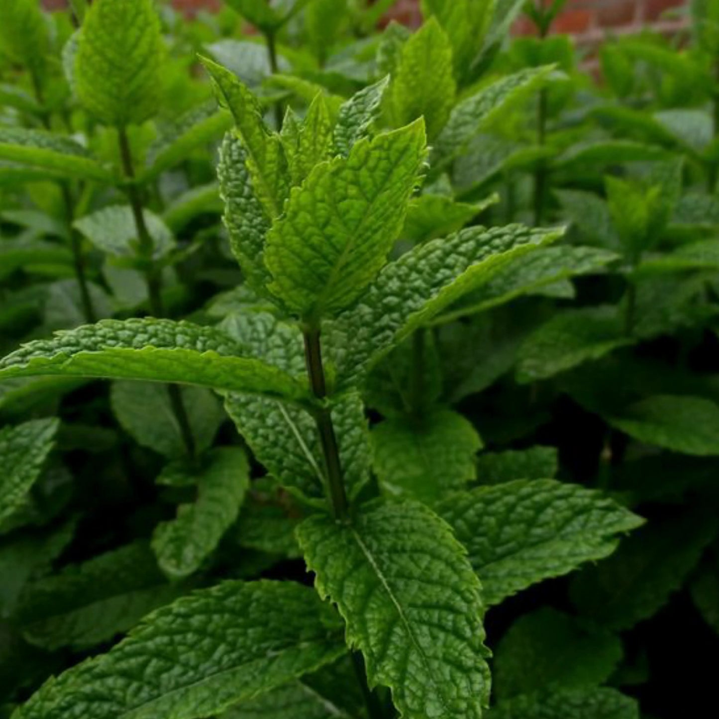 Peppermint